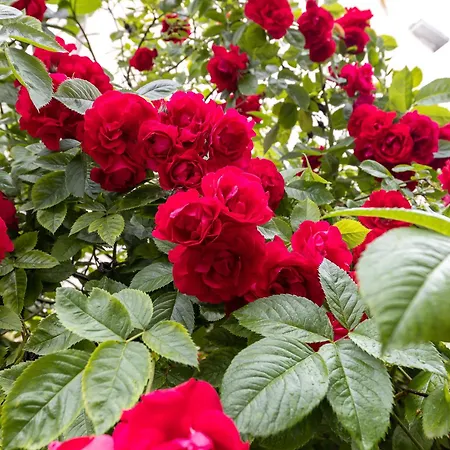 דירה Tallinnhousing Old Town Elegance Vana-viru *