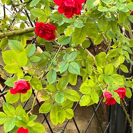 Tallinnhousing Old Town Elegance Vana-viru דירה *