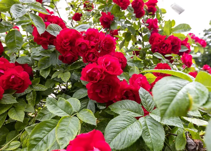 Korter Tallinnhousing Old Town Elegance Vana-viru *