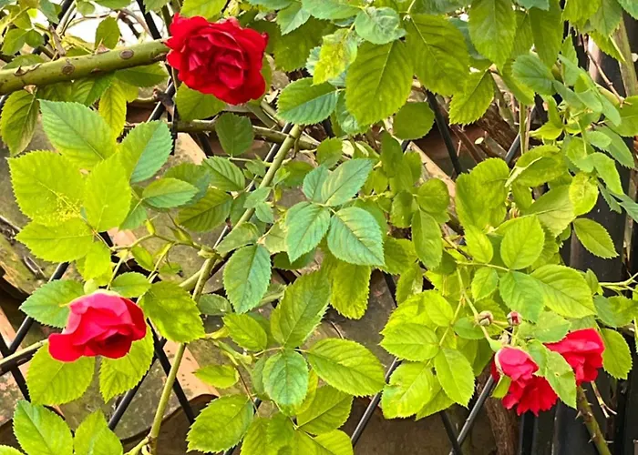 Tallinnhousing Old Town Elegance Vana-viru Korter *